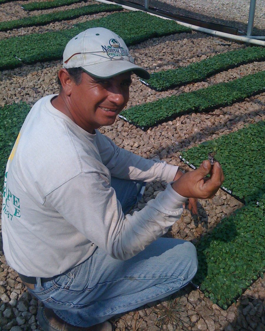 Head grower working flats of plugs in a growing house