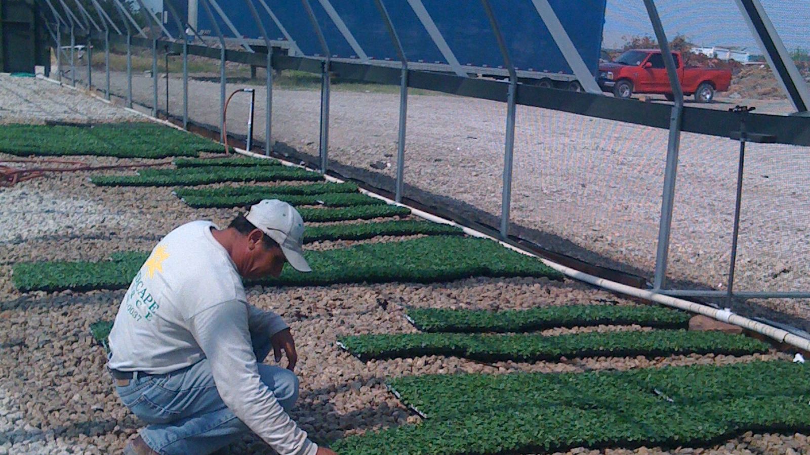 A grower tending flats of plugs at the Color Source nursery